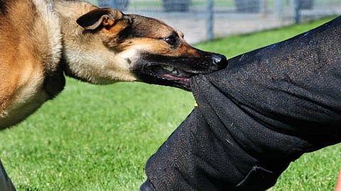 Four people were bitten dogs in Vimannagar Gangapuram Society pune