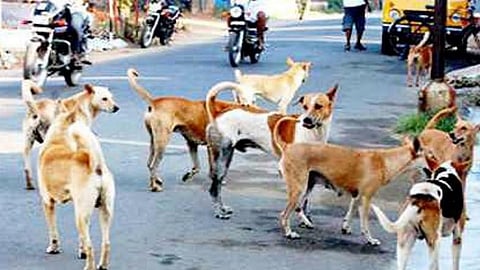 dog of death in Rajendra Nagar kolhapur Direct mail to Central Government Inquiry into dog death by three Deputy Commissioner level officers