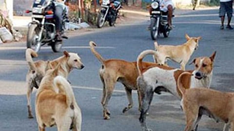 Crushed Dogs