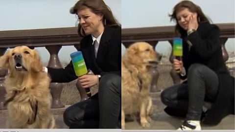 लाइव्ह रिपोर्टिंग करतांना श्वानाने केला रिपोर्टरवर हल्ला; त्यानंतर जे घडलं...