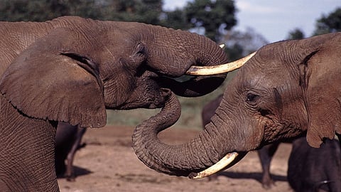 elephants bond.jpg