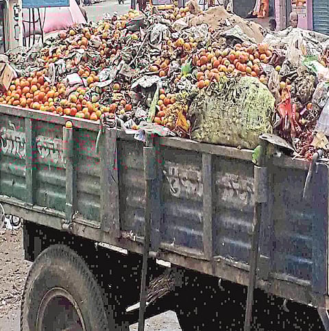 अहमदपूरः कचर्यात टाकलेले टोमॅटो