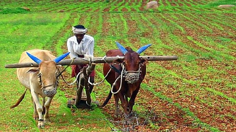 farm12.jpg