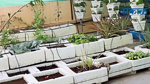 विषमुक्त शेतीकडे शहरवासीयांचा कल