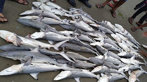 the price of fish increases in today and people crowd on beach in sindhudurg