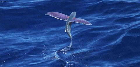 चर्चा तर होणारच ! पालघरच्या समुद्रात मासेमाऱ्यांना आढळला उडणारा दुर्मिळ मासा