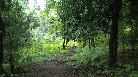 the new technology of japan miyawaki forest launched in konkan