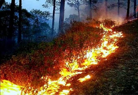 सातपुडा जंगलात पेटला वणवा; चार दिवसांत कोट्यवधींच्या वनसंपत्तीची होळी