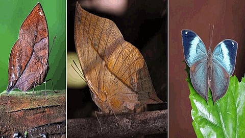 A rare butterfly named Sahyadri Blue Oakleaf was found in devrukh