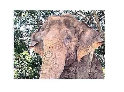 Elephant Damage Cane Crop In Ajara