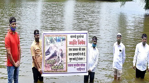 life of an animal is insomniac