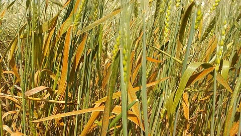 Akola Marathi News At Pathur, wheat was harvested due to spraying of herbicides