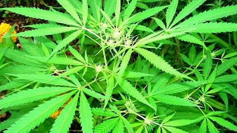 Open marijuana cultivation in Jat taluka; no Action taken