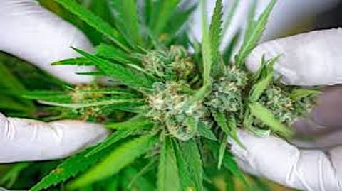 अकोला : धारूर शाहनूर परिसरात आढळली गांज्याची झाडे