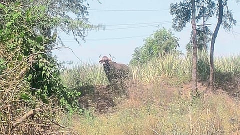 Darshan of cows in Tasgaon area; Evicted by the Forest Department