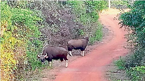biason change a farmer in banda sindhudurg at afternoon