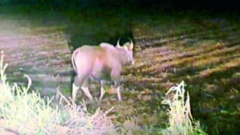 ichalkaranji bison see from people