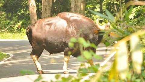 bison on road in sindhudurg but no injury with teacher and his daughter