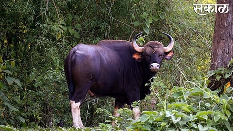 bison in road to problems for transportation for konkani people in banda sindhudurg