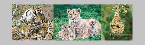 Animals also face the sorrow like Human