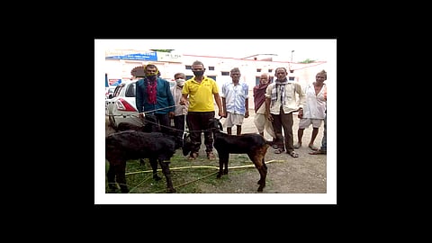 justice police goat two owners controversial case discussion at rajasthan