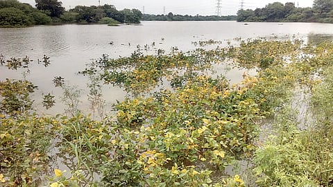 godavari river