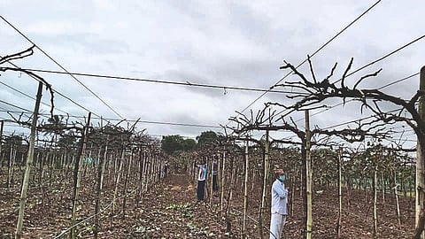 grape crop nashik district