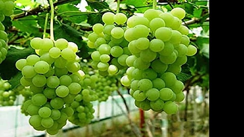 Hurricane 'Niwar'; Bunches of grape vines began to grow