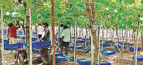 Overcoming celestial crises begins the grape season; Agap pruning; Shed also ready for raisin production