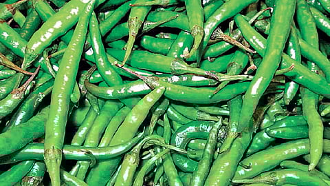 कोल्हापुरात हिरवी मिरची दहा किलोस ३०० ते ५०० रुपये