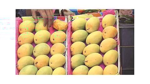 hapus mango market in ratnagiri kokan marathi news