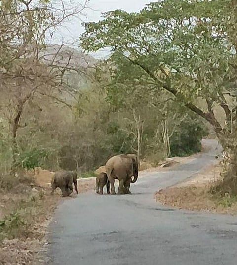 Elephants on road dodamarg sindhudurg
