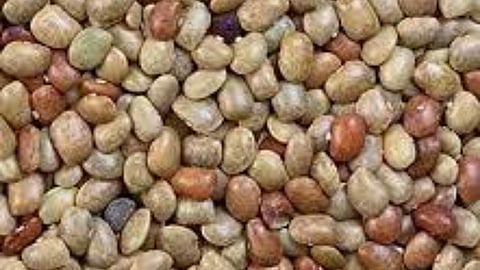 horse gram helps to get rid of kidney stone.jpg