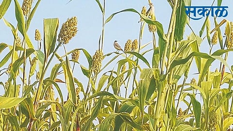 Satara Latest Marathi News, Satara News