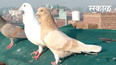 पुणे : तिने केलीय काळी जादू सांगत मागविली सात लाखांची कबुतरे