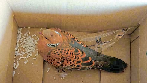 महाबळेश्वरात जखमी जंगली कबुतराला राजस्थानच्या पर्यटकाकडून जीवदान