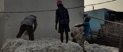 सिरोंचा : कापूस साठवणूक करताना शेतकरी.