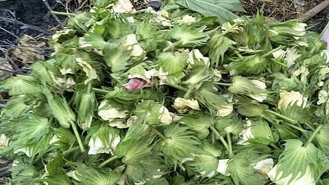 शेतकऱयांनी तोडूून फेकलेली कपाशीची बोंड.