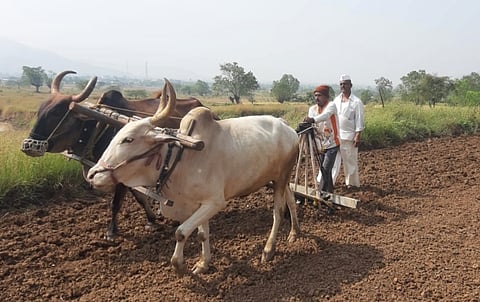 Farmers have started sowing rabi as the rains have stopped for the last few days