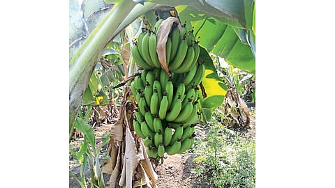 Dongarkeda keli photo