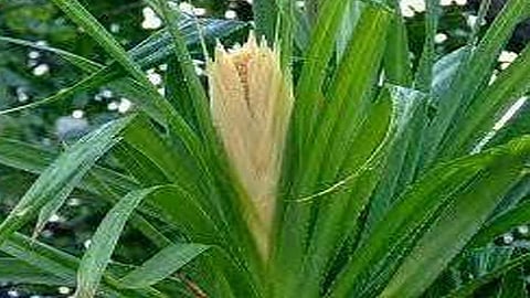 Kevada became rare Anjarle Aade Kelshi and other coastal forests of Dapoli taluka considered to splendor of Kevada