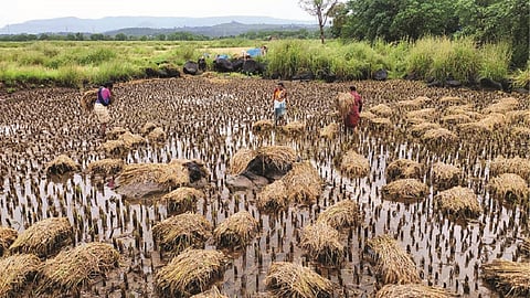 २२ हजार हेक्टर भातपिकाचे नुकसान