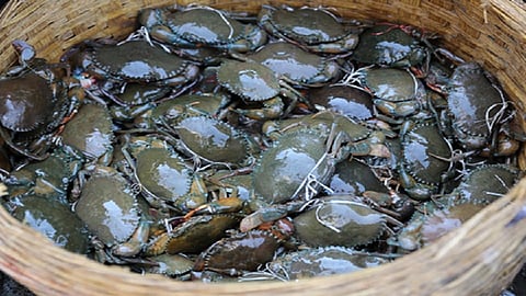 संग्रहित