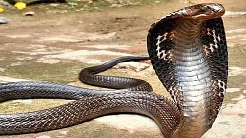 snake defense information by belgaum