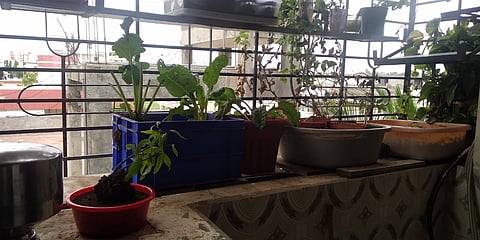 kitchen garden.jpg