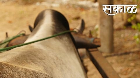 Police arrested six suspects along with 32 bullocks jalgaon crime news