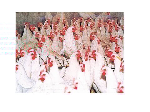 In Ajara 40 Crore Loss because Of "corona"  Kolhapur Marathi News