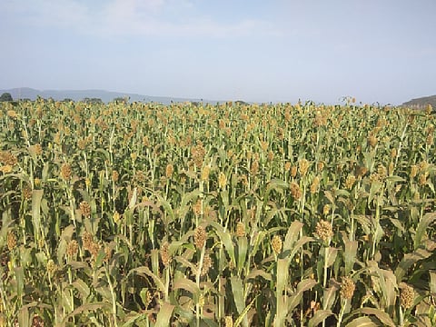 return monsoon rain helpful for kowad farmers