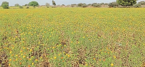 गुंज बुद्रूक (ता.घनसावंगी) येथील गजानन तौर यांच्या शेतात बहरलेले करडईचे पीक.