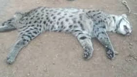 removal of dead leopard organs Incident of lanja taluka